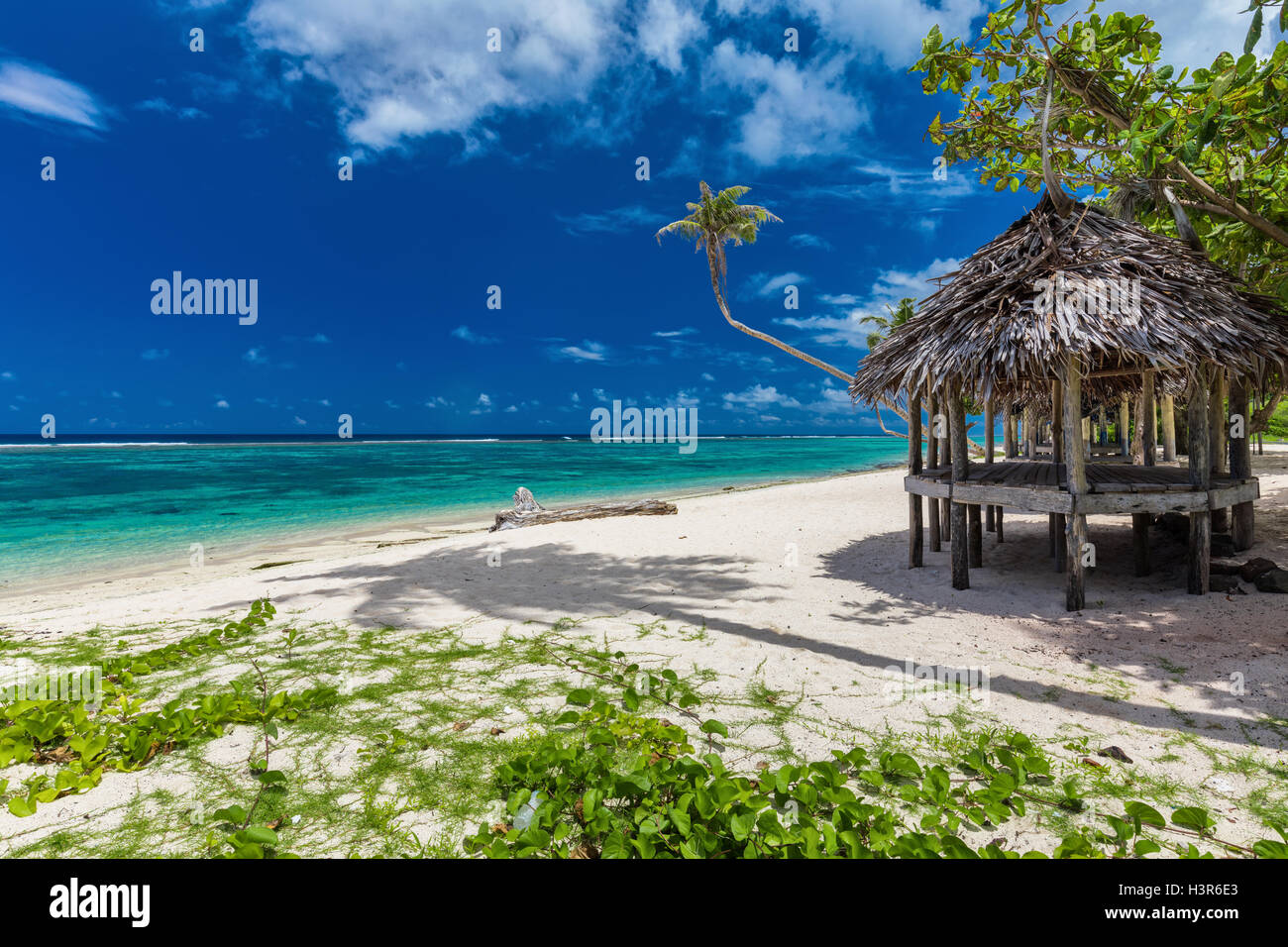 Vibrante tropical playa natural de la isla de Samoa con palmera y fale Foto de stock