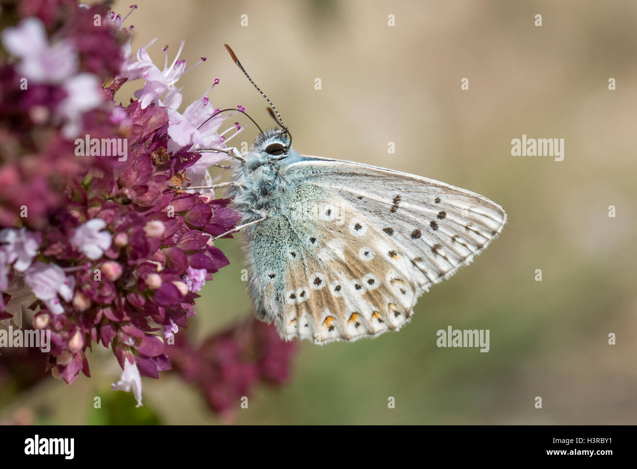 Chalkhill mariposa azul (Polyommatus coridón) alimentándose de flores de mejorana salvaje Foto de stock