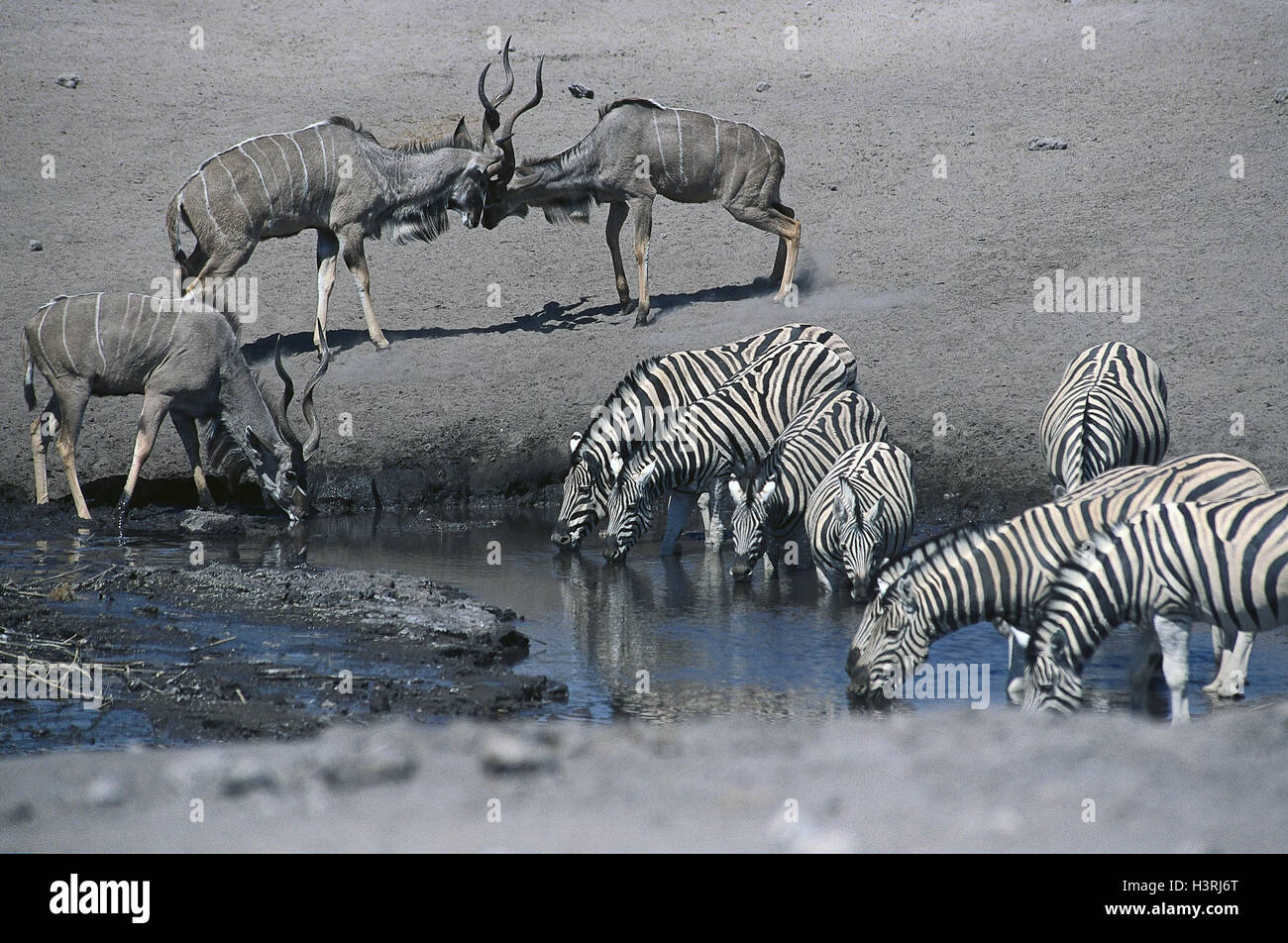 Namibia, parque nacional Etoscha, orificio de agua, estepas cebras