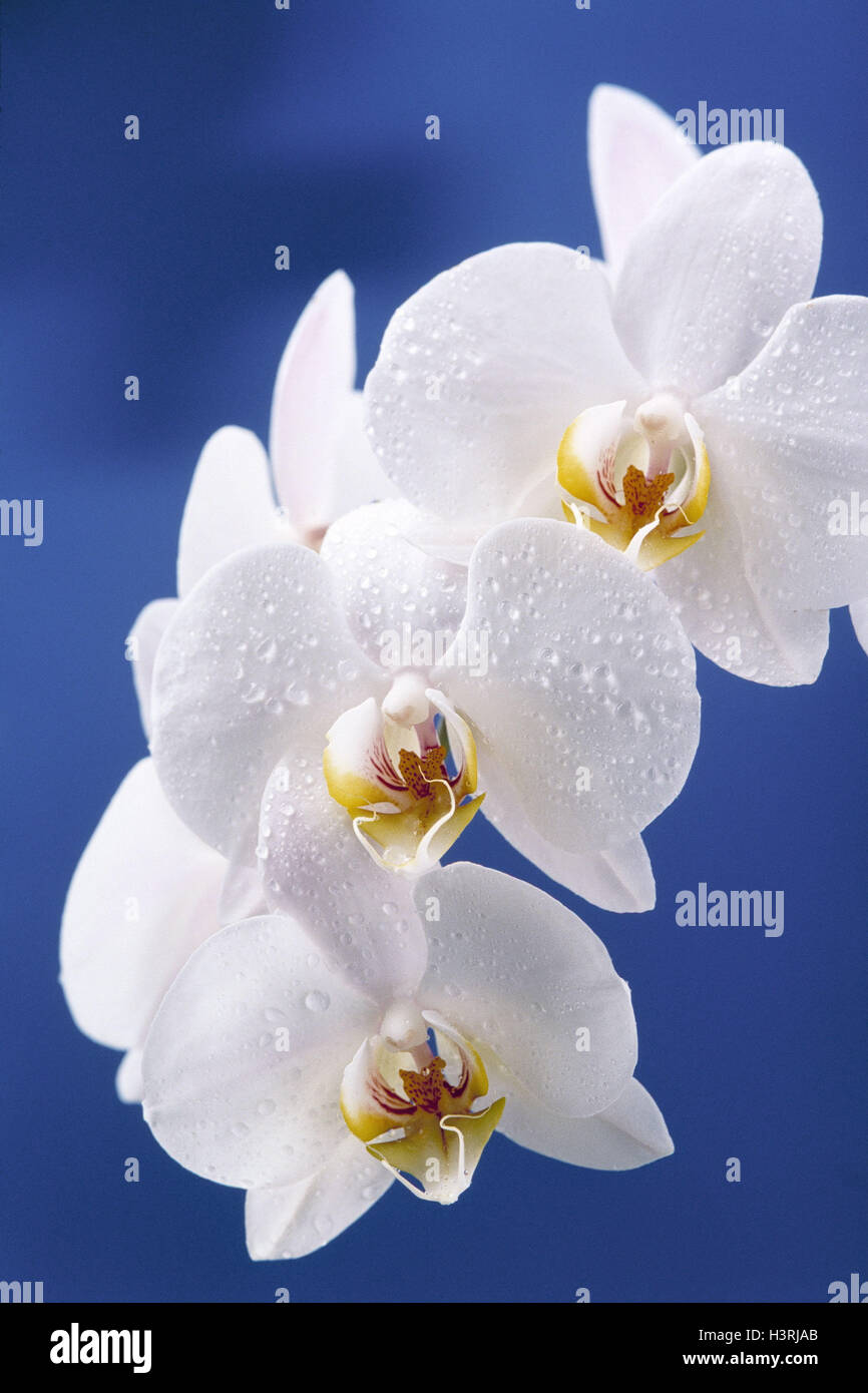 Orquidea Phalaenopsis schilleriana, flores, rama de orquídeas, plantas de  orquídea, Orchidaceae, blossom, caída de agua, dewdrop, belleza, estética,  elegancia, exótica y tropical, delicadeza, humor de color, color blanco,  flor de magia Fotografía