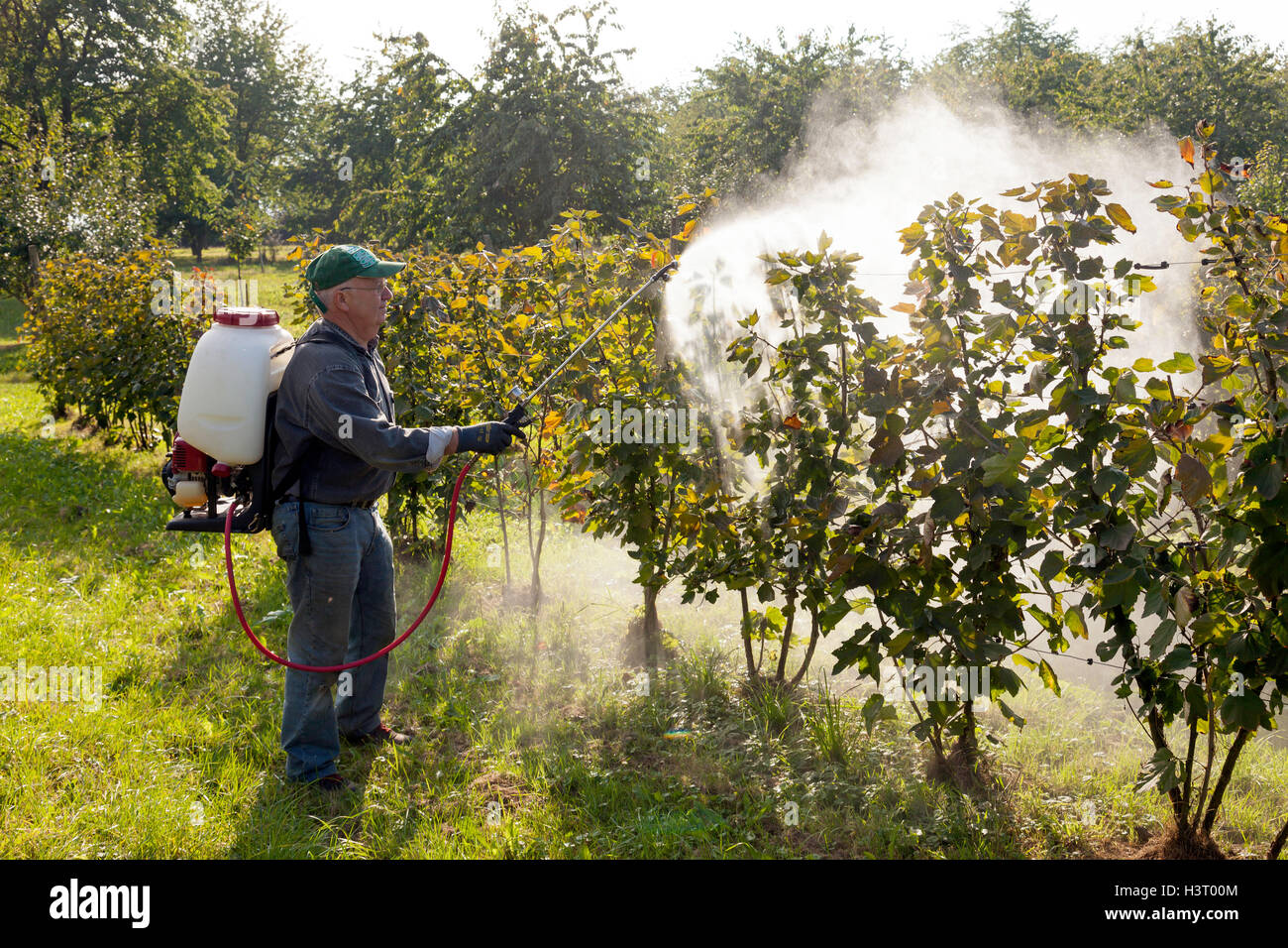 Fumigación de insecticidas en un campo arbustos de frambuesa zona agrícola en el sur de Alemania Fotografía de stock - Alamy