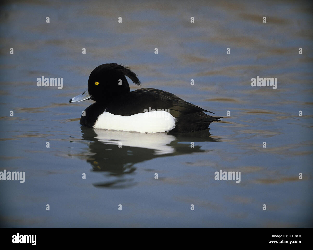 Großer Entenvogel In Europa Und Asien Lago de patos, garzas, Aythya fuligula, animal macho, animales, mundo