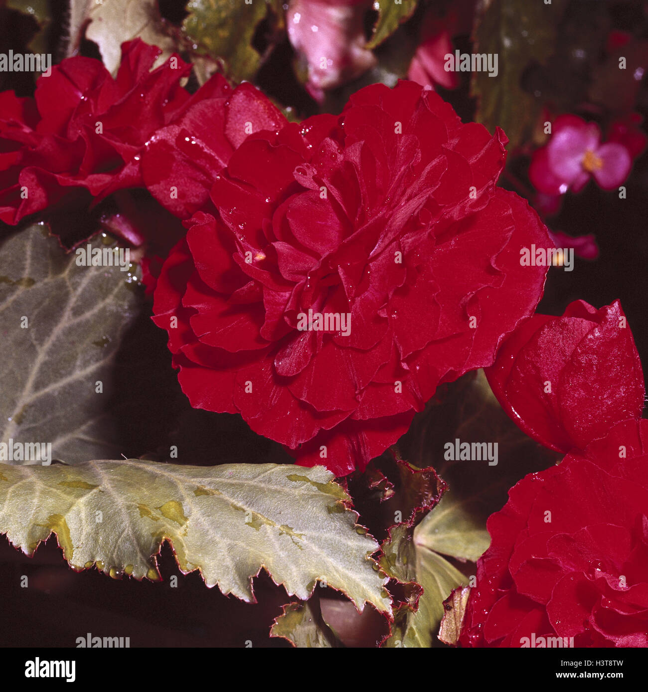 Begonia roja fotografías e imágenes de alta resolución - Alamy