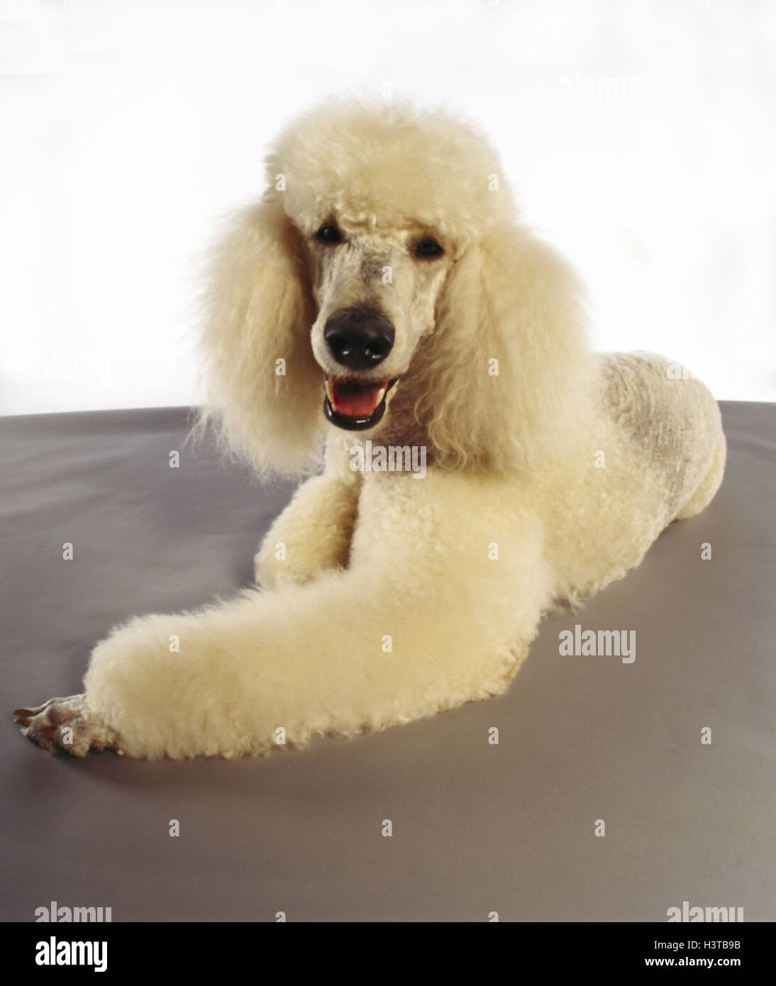 Great poodle fotografías e imágenes de alta resolución - Alamy