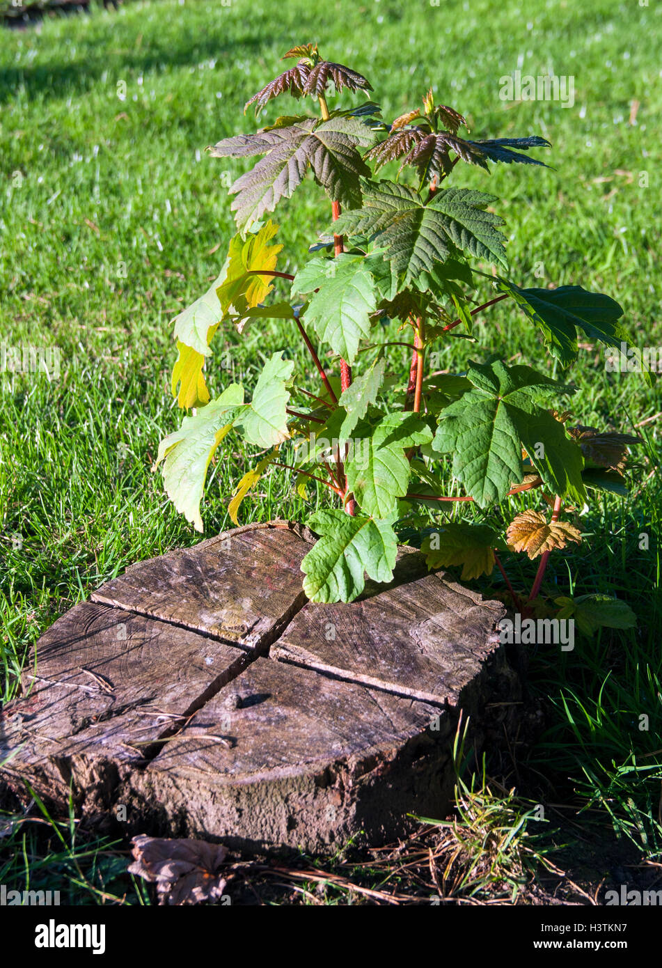 El nuevo crecimiento de un árbol cortado Foto de stock