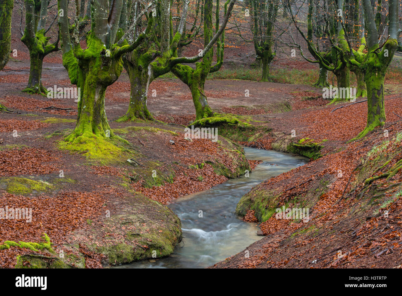 Parque Natural del Gorbea, Parque natural de Gorbea, Gorbeia, provincia del País Vasco, de la provincia de Bizkaia, España Foto de stock