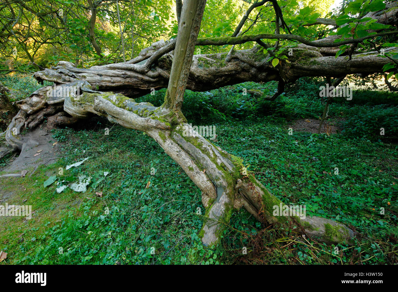 Trompetenbaum im Schlosspark Herten, Catalpa bignonioides, Ruhrgebiet, Nordrhein-Westfalen Foto de stock