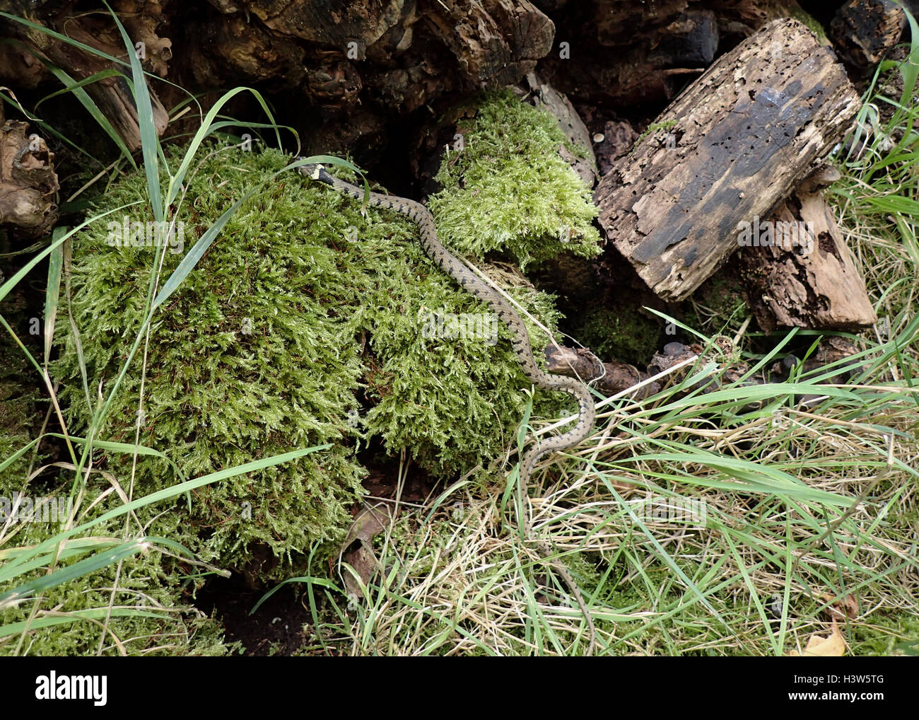 Unión macho culebra (Natrix natrix) en MOSS en un montón de registro Foto de stock