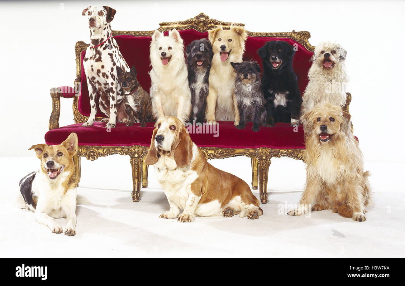 Perros, diferentes, sofá mamíferos, Doggy, Canidae, mascotas, perros, Razas, diferentemente, perros de pedigrí, híbridos, sofá, sentarse, botín, studio, recorte Foto de stock