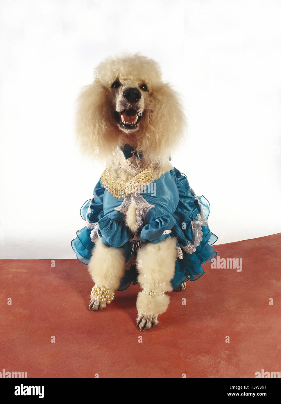 King's poodle, vestido, mamíferos, mascotas, mascotas, perro, perros de pedigrí, perro, perro mascota, gran, caniche caniche, blanco, forro, panel, se viste de gala, 'Lady caniche', joyas de perlas, studio