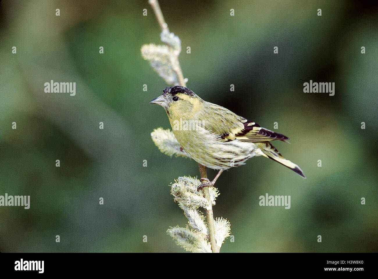 Erlenzeisig, Carduelis spinus, sucursal fuera, las aves canoras, Songbird, Finch, pájaros, aves, Zeisig Zeisige Foto de stock
