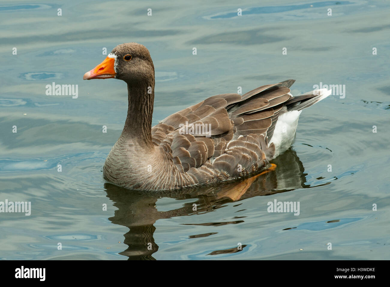 Graylag Goose, Anser anser, en St Jame's Park Lake, Londres, Inglaterra Foto de stock