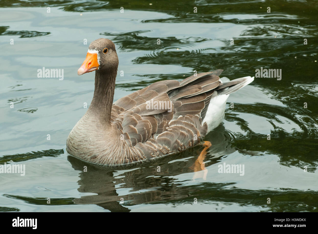 Graylag Goose, Anser anser, en St Jame's Park Lake, Londres, Inglaterra Foto de stock