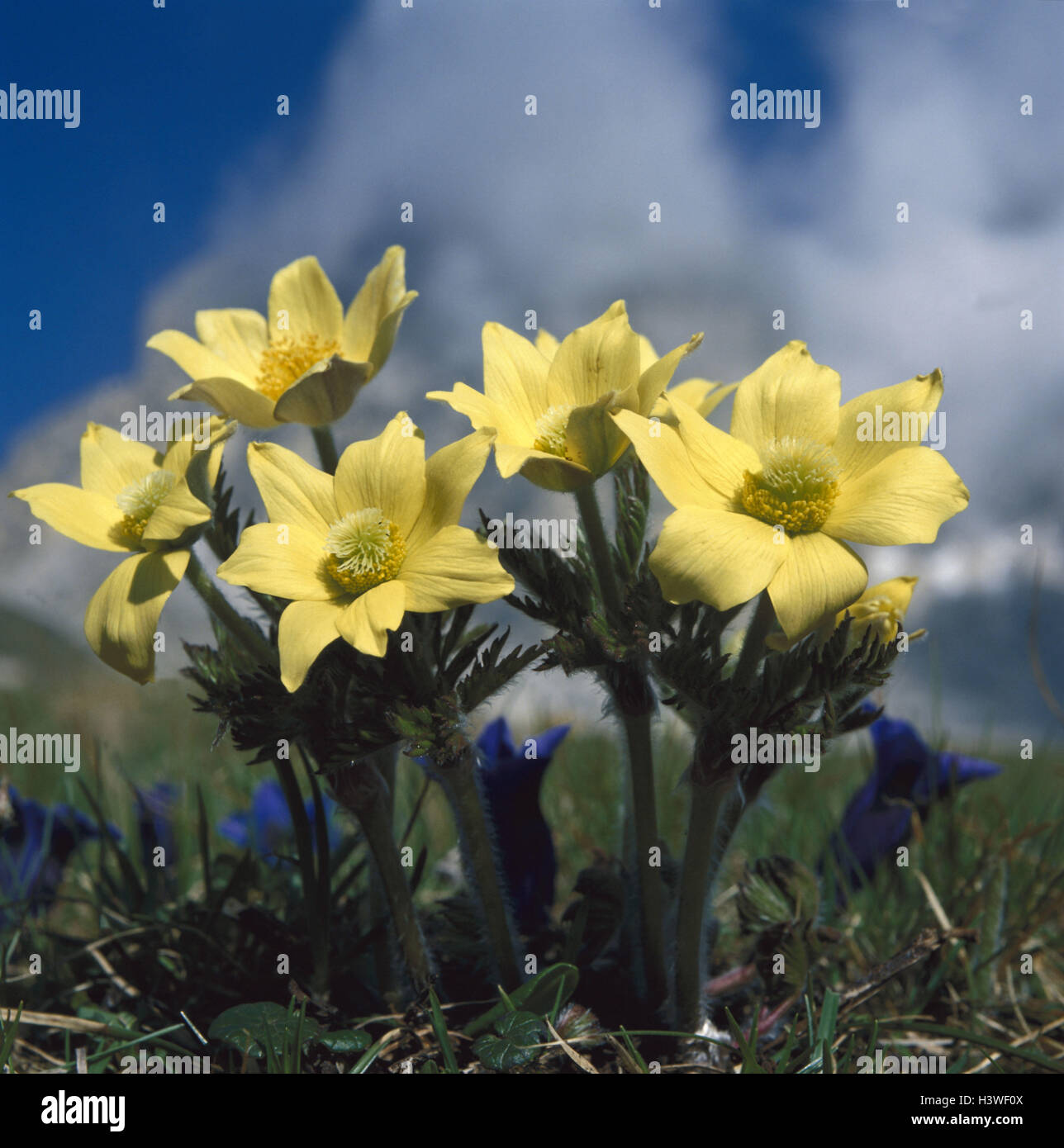 Azufre, anemone Pulsatilla apiifolia, naturaleza, botánica, flora, plantas,  flores, anémonas, plantas silvestres, plantas crowfoot, Ranunculaceae,  flores alpinas, flores, flor, amarilla, período bloom, Mayo - Julu  Fotografía de stock - Alamy