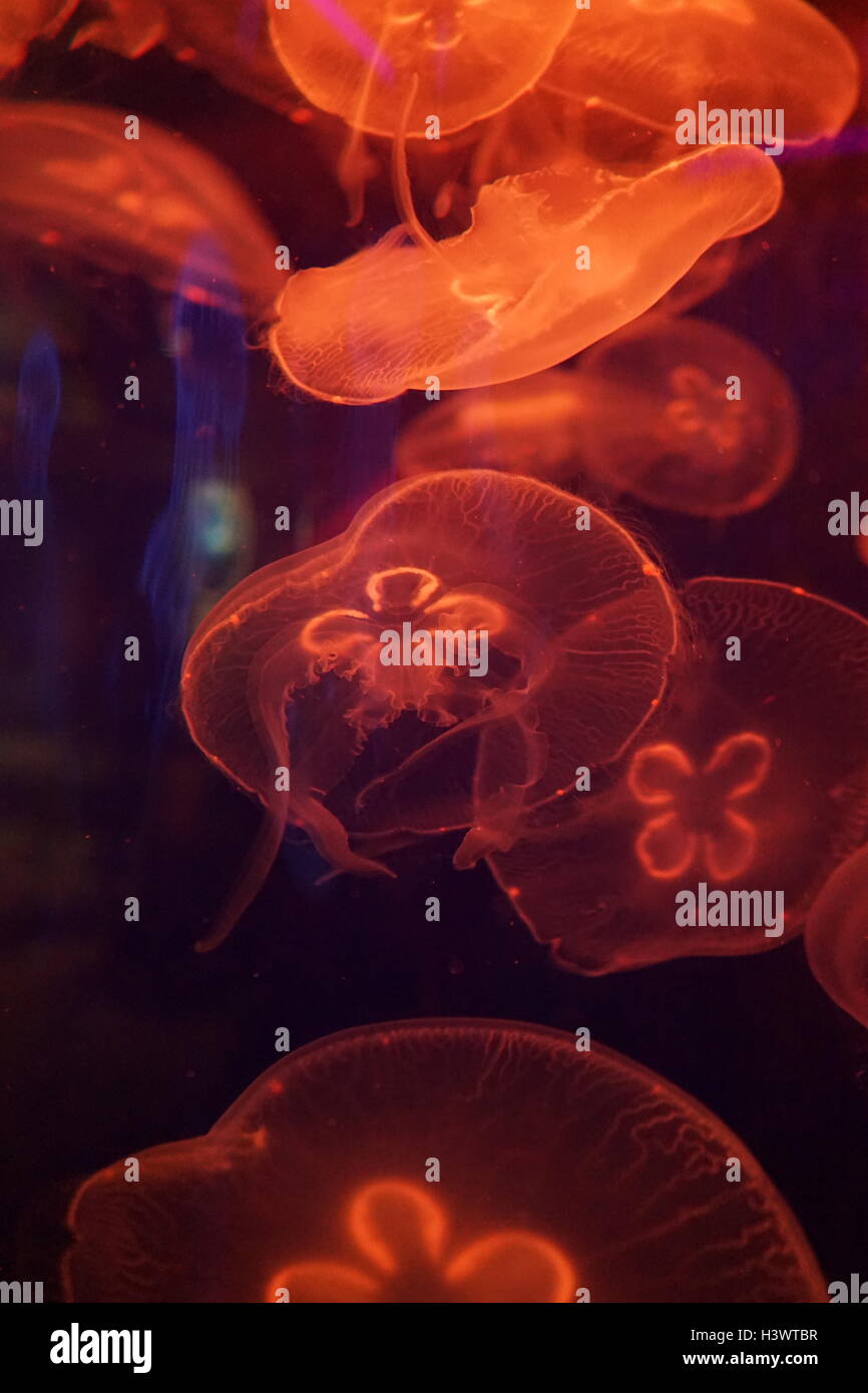 Aurelia aurita, un translúcido medusas que es reconocido por su forma de herradura cuatro gónadas, que son visibles a través de la parte superior de la campana. Fecha Siglo XXI Foto de stock