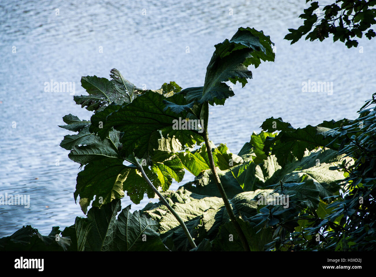 Ruibarbo gigante (Gunnera manicata) Foto de stock