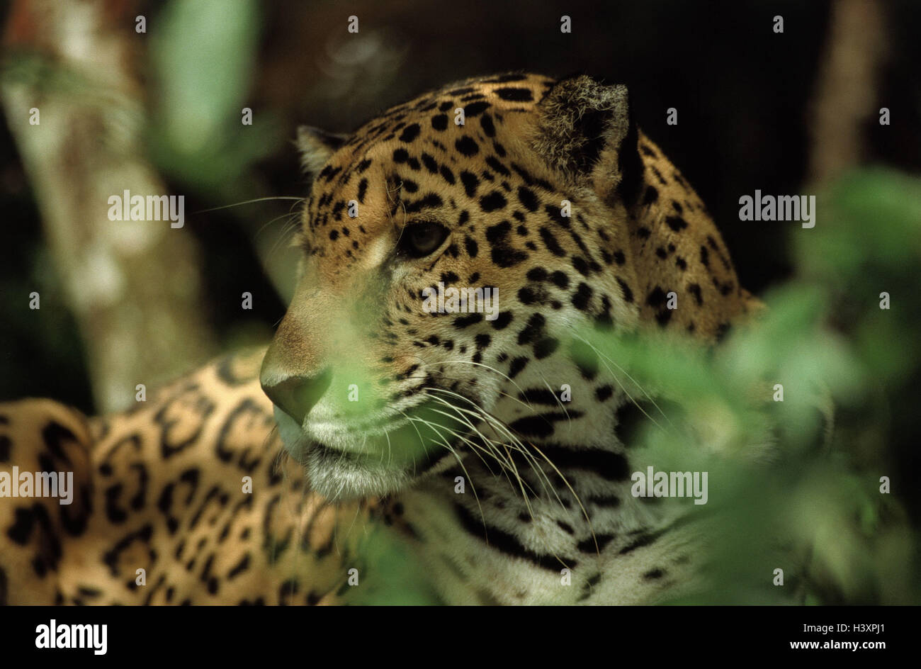 Panamá, el Parque Nacional de Darién, Jaguar, Panthera onca, retrato