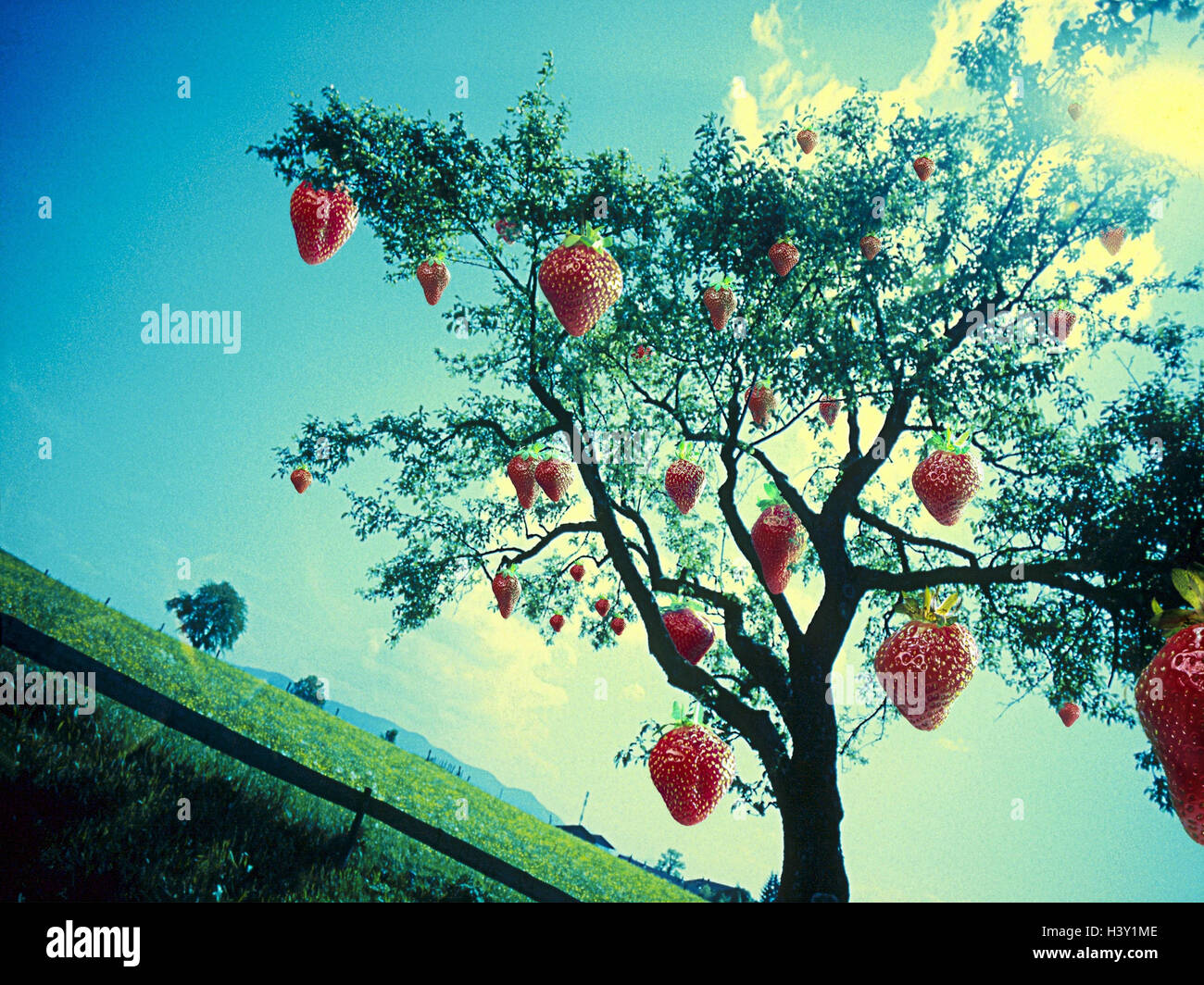 El surrealismo, 'strawberry tree', [M], escenografía, pradera, árboles frutales, frutas, Fragaria, planta, naturaleza, extrañamente, fuera Foto de stock
