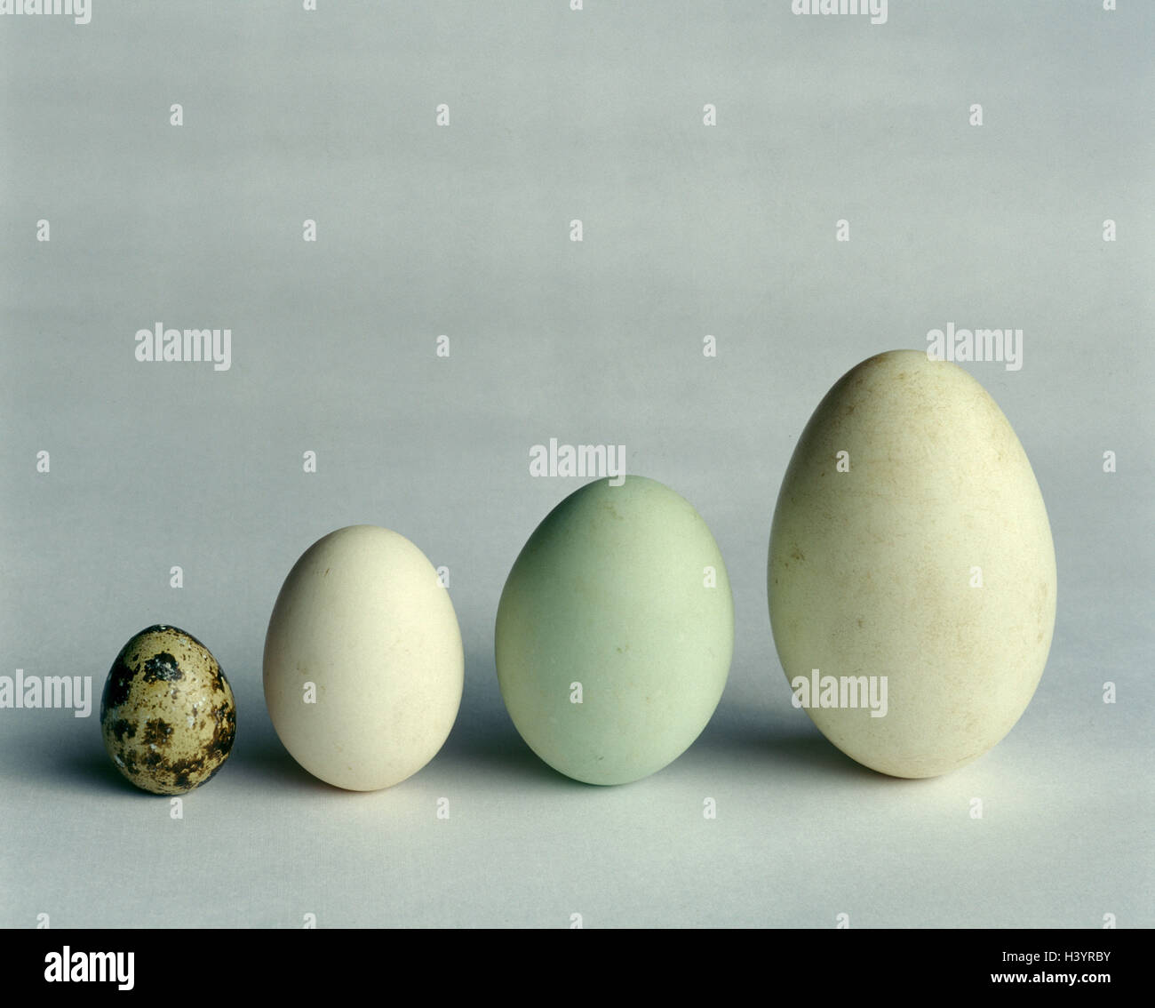 Los huevos, la diferencia de tamaño, de la casa de pollo, pato, ganso,  codorniz, clases, razas, huevo de gallina, Gänseei, Wachtelei, huevo de pato,  el huevo, la diferencia de color, tamaño, forma,
