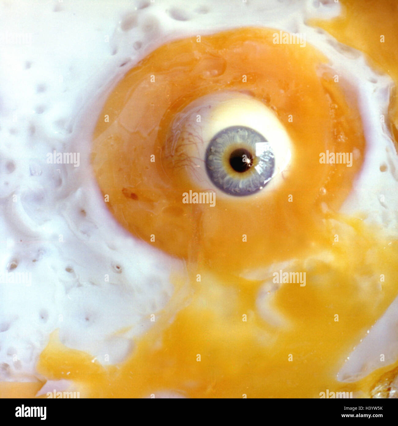 Ojo de huevo fotografías e imágenes de alta resolución - Alamy