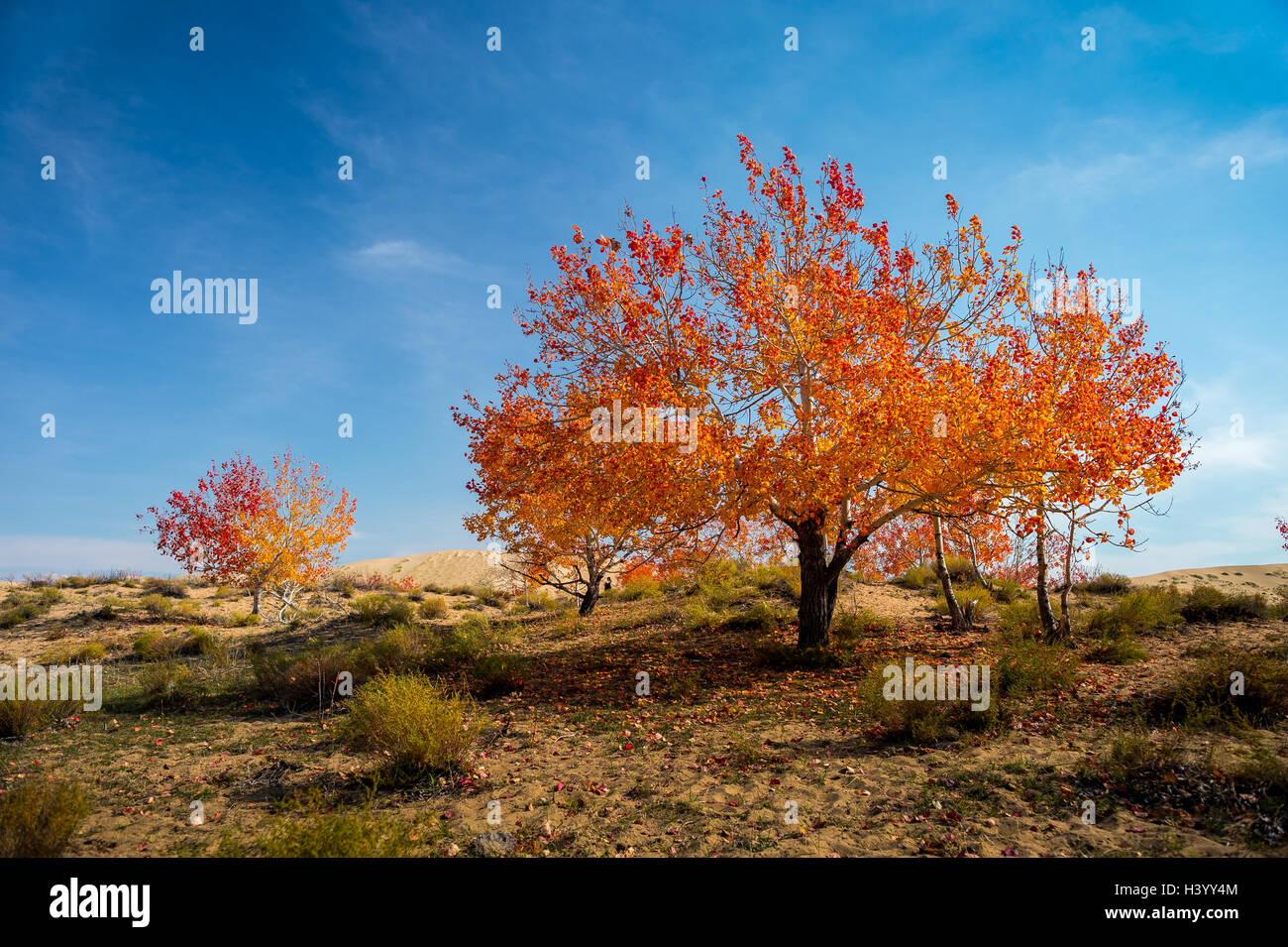 Árbol de otoño, Xinjiang, China Foto de stock