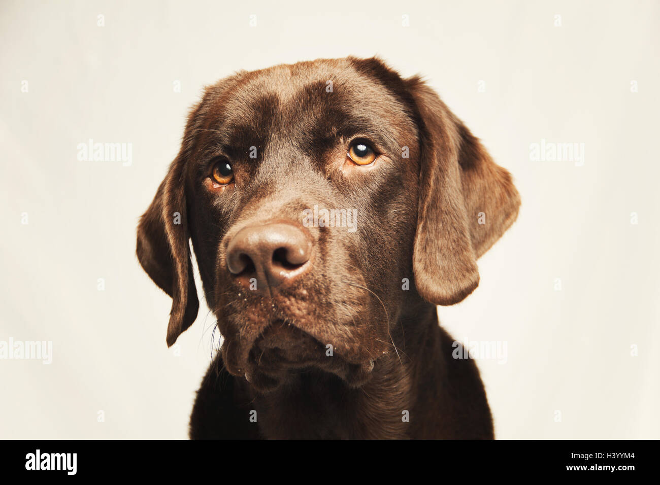 Retrato de un perro de chocolate Labrador Retriever Foto de stock