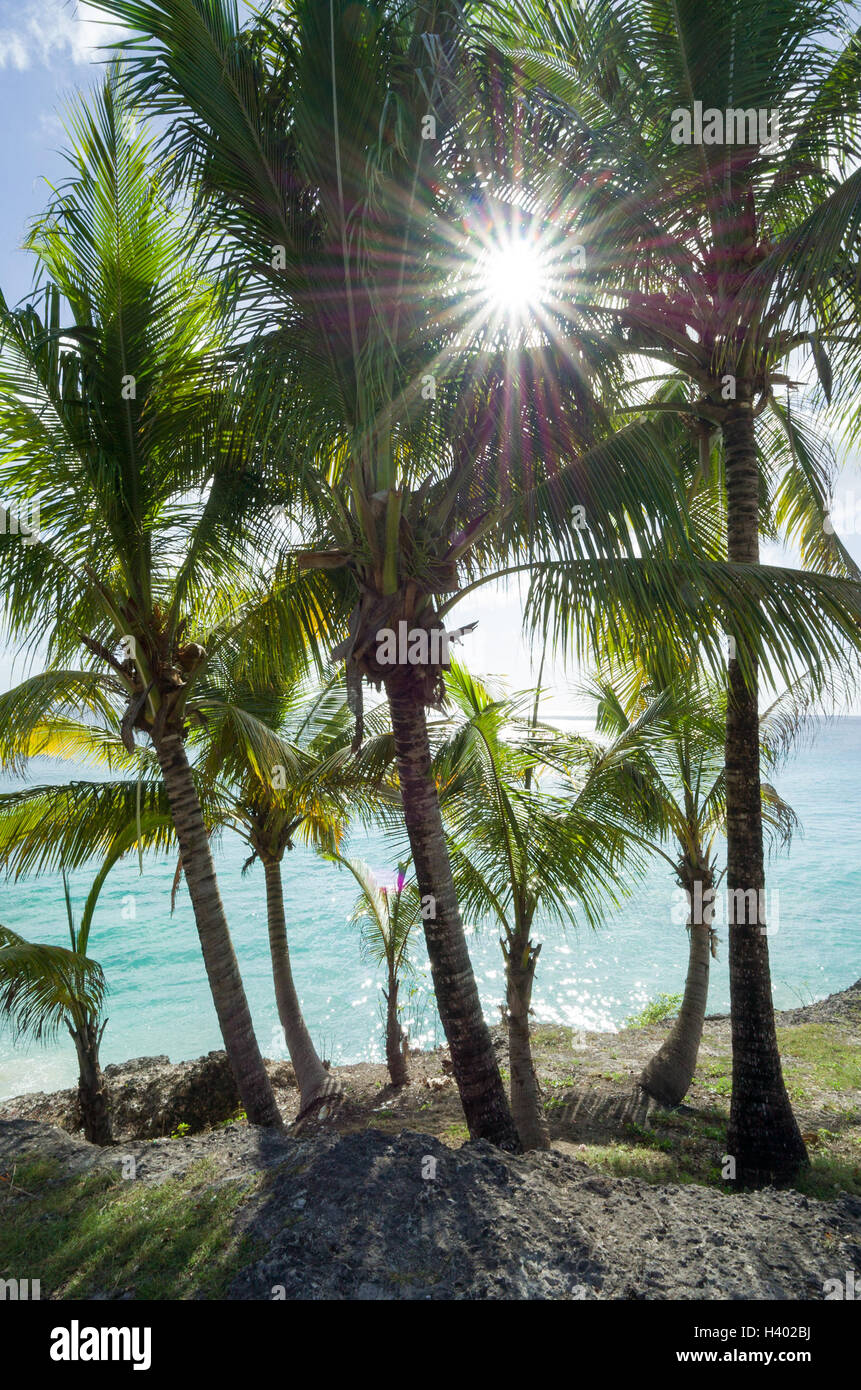 Sunburst a través de las palmeras en la playa, Barbados, Caribe Foto de stock