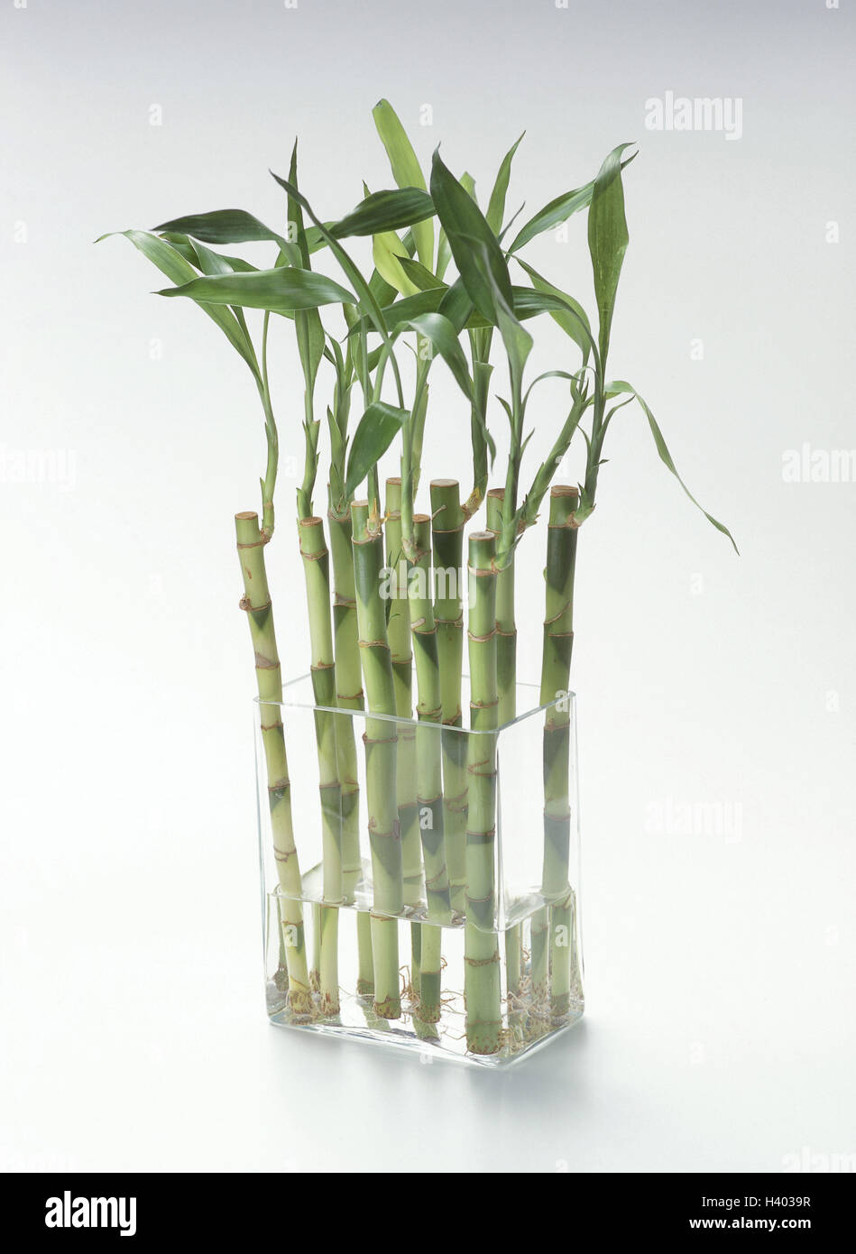 Jarrón, Lucky bamboo, cristal, vaso de vidrio, bambú Bambusa, tipo de  pasto, troncos, tubos de bambú, plantas, varios, exótica, Asiáticos,  símbolo de la suerte, el amuleto de la suerte, suerte, silenciosamente la