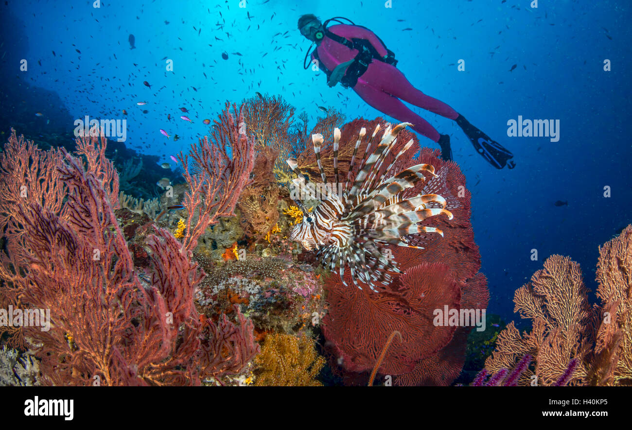 Coloridos arrecifes de coral tropicales con el pez león y el Scuba Diver Foto de stock