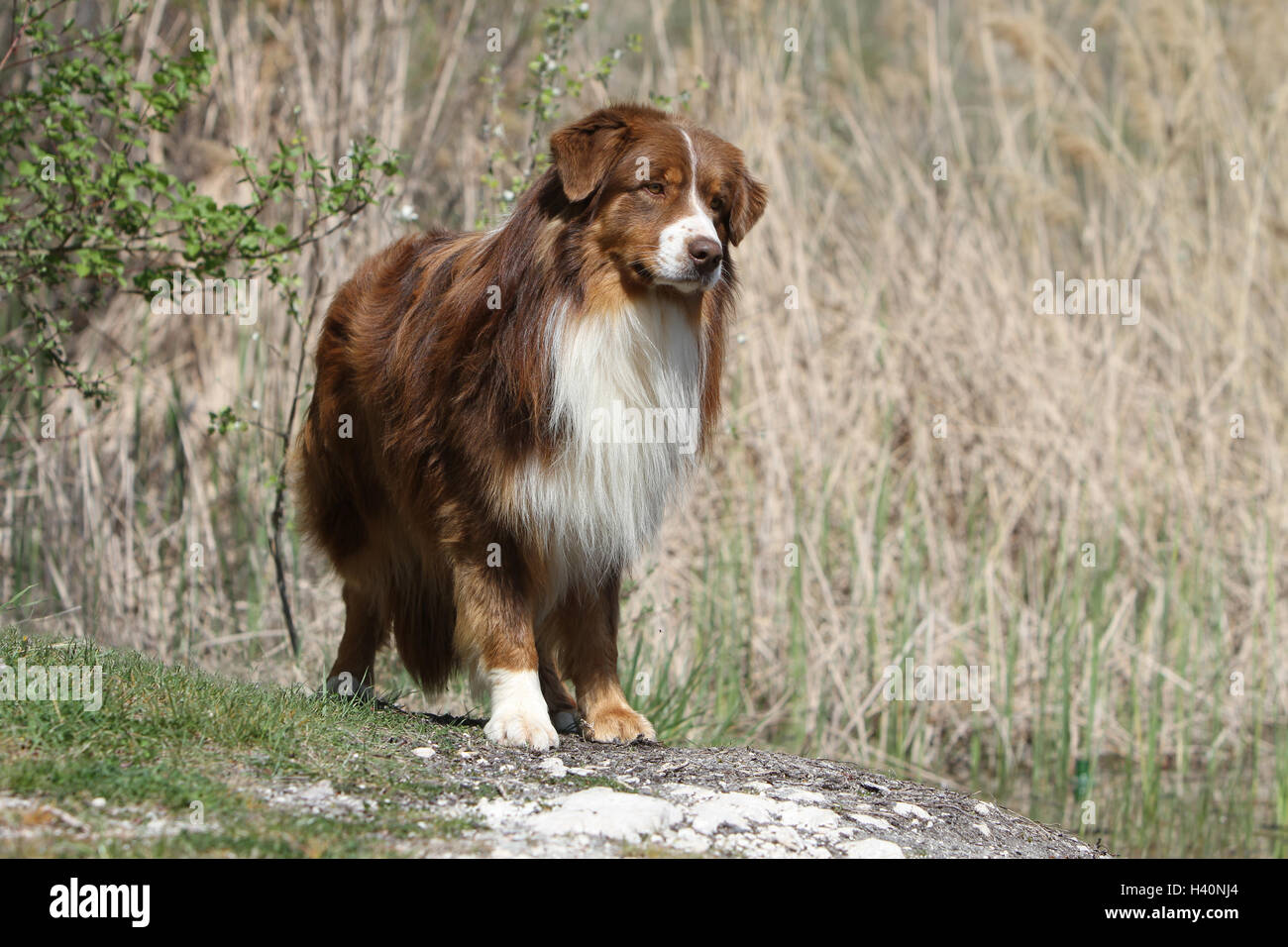 Perro Pastor Australiano / Aussie rojo adulto (tricolor) pradera de pie sobre una roca Foto de stock
