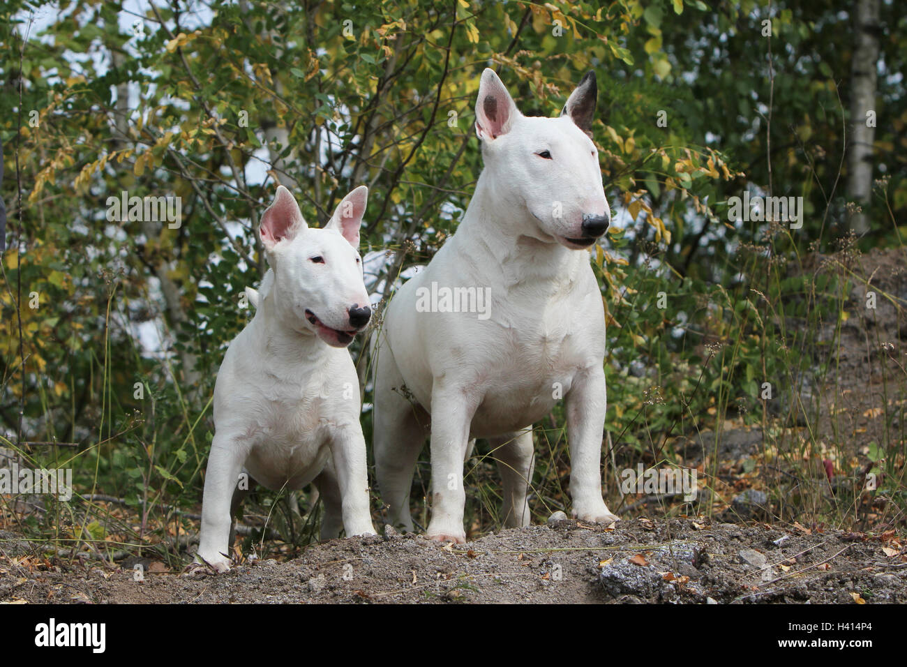 Bull terrier adult fotografías e imágenes de alta resolución - Alamy