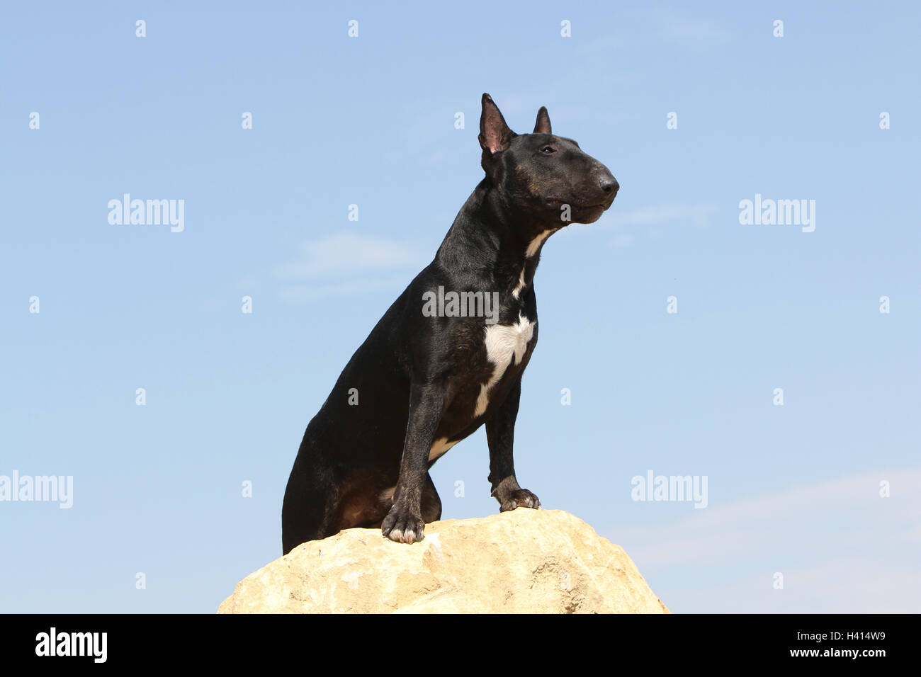 Tenis bull terrier hotsell feminino mercado livre