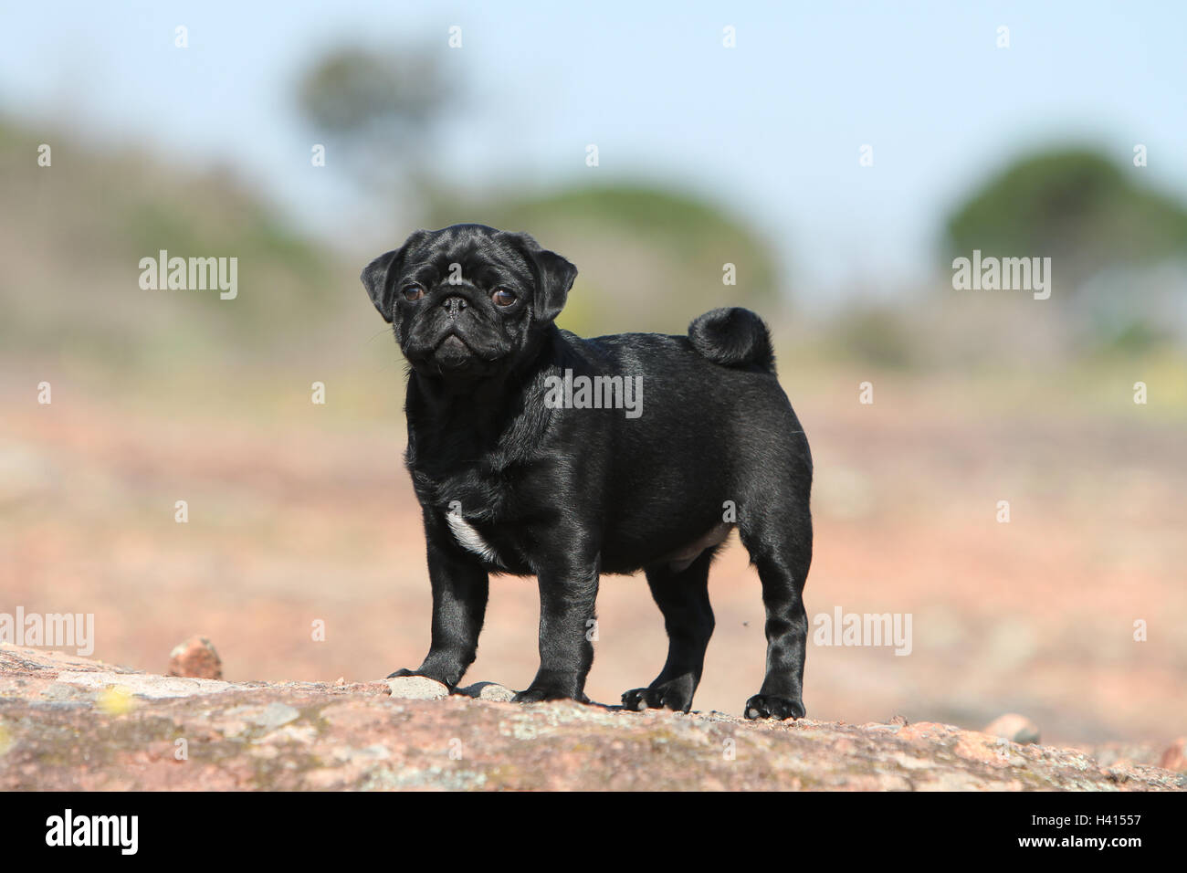 Pug standard fotografías e imágenes de alta resolución - Alamy