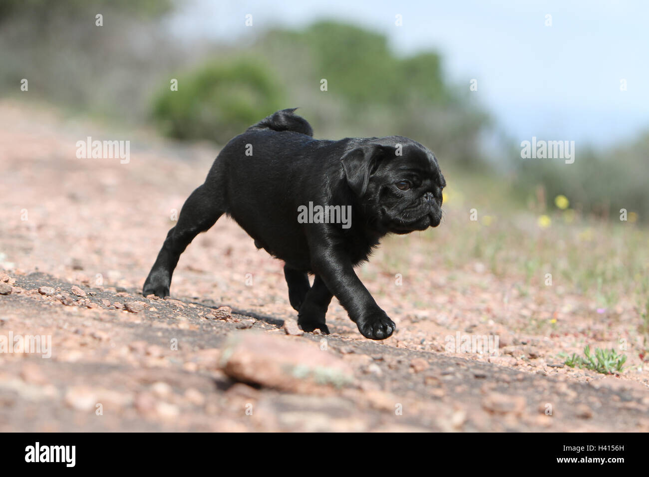Perro Pug Carlino / / MOPAS cachorro negro en el medio silvestre de  standing rock Fotografía de stock - Alamy
