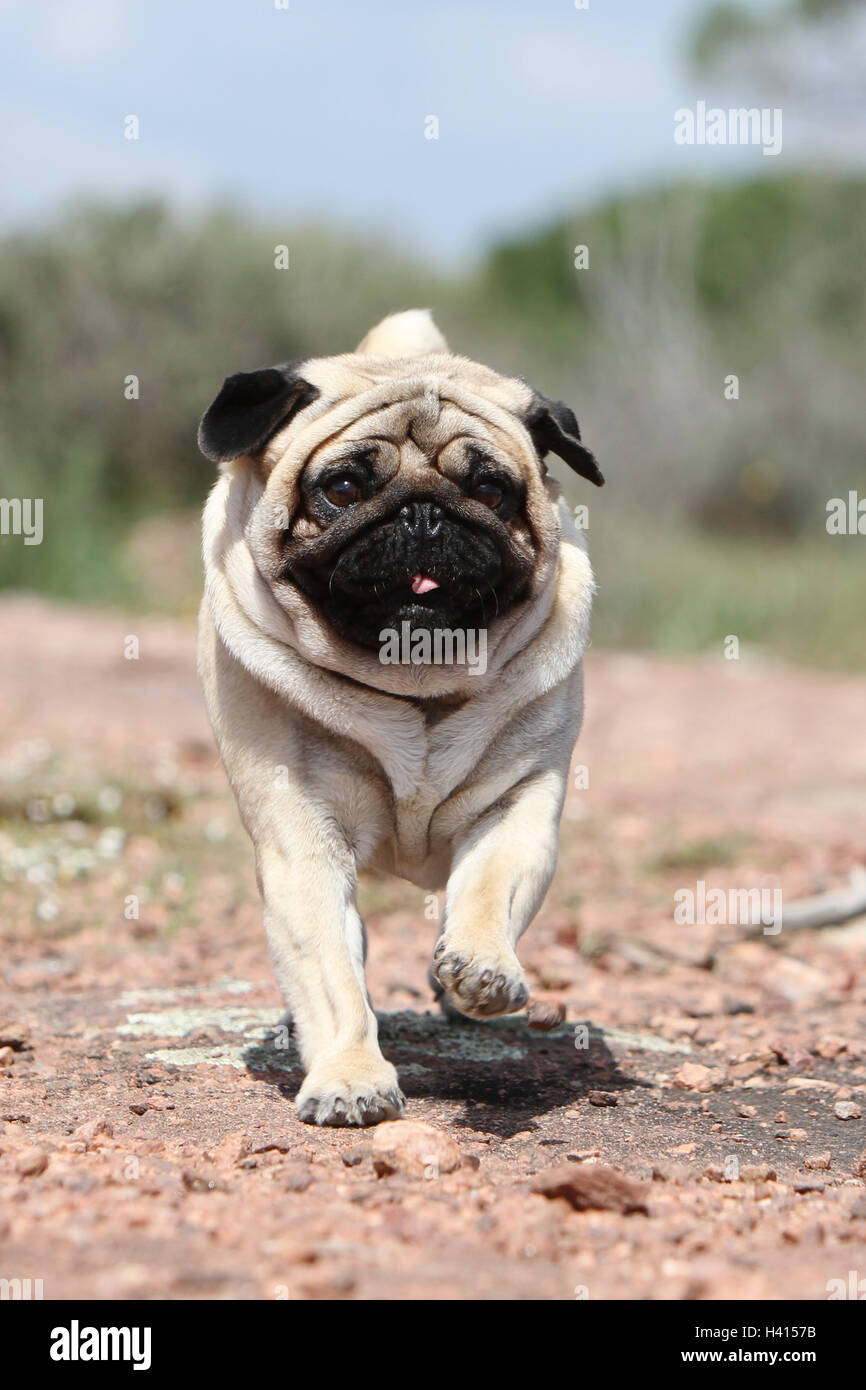 Perro Pug Carlino / Adultos / MOPAS leonado gris gris en el medio silvestre  de standing rock Fotografía de stock - Alamy