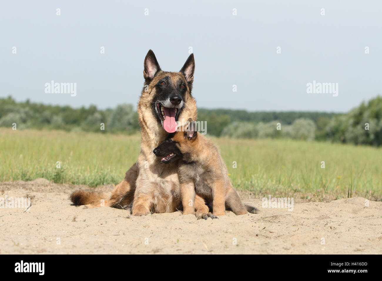 Perro Pastor Belga Malinois cachorro y adulto Fotografía de stock - Alamy