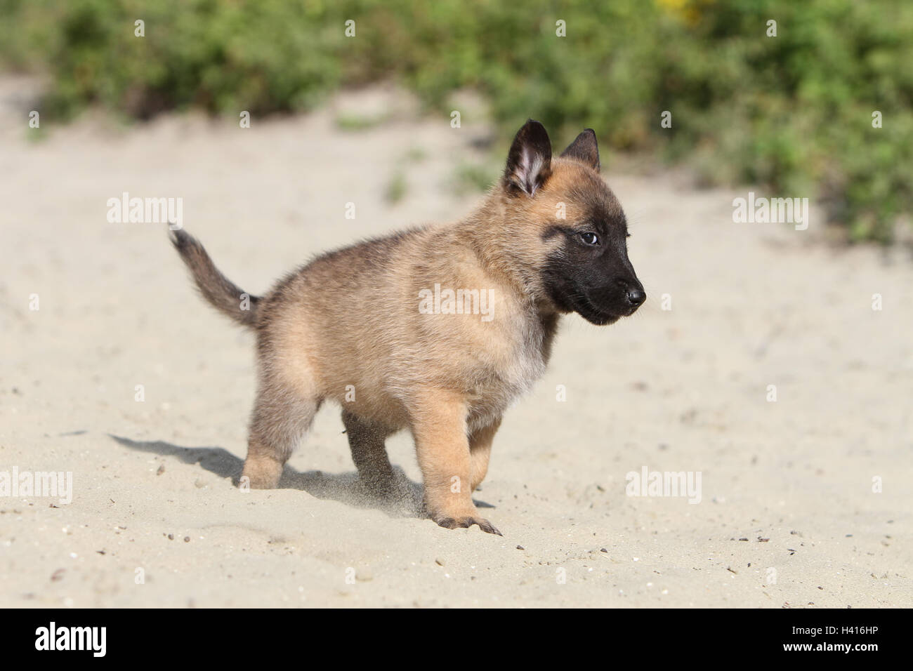 Perro Pastor Belga Malinois / cachorro girando sobre la duna de arena  Fotografía de stock - Alamy