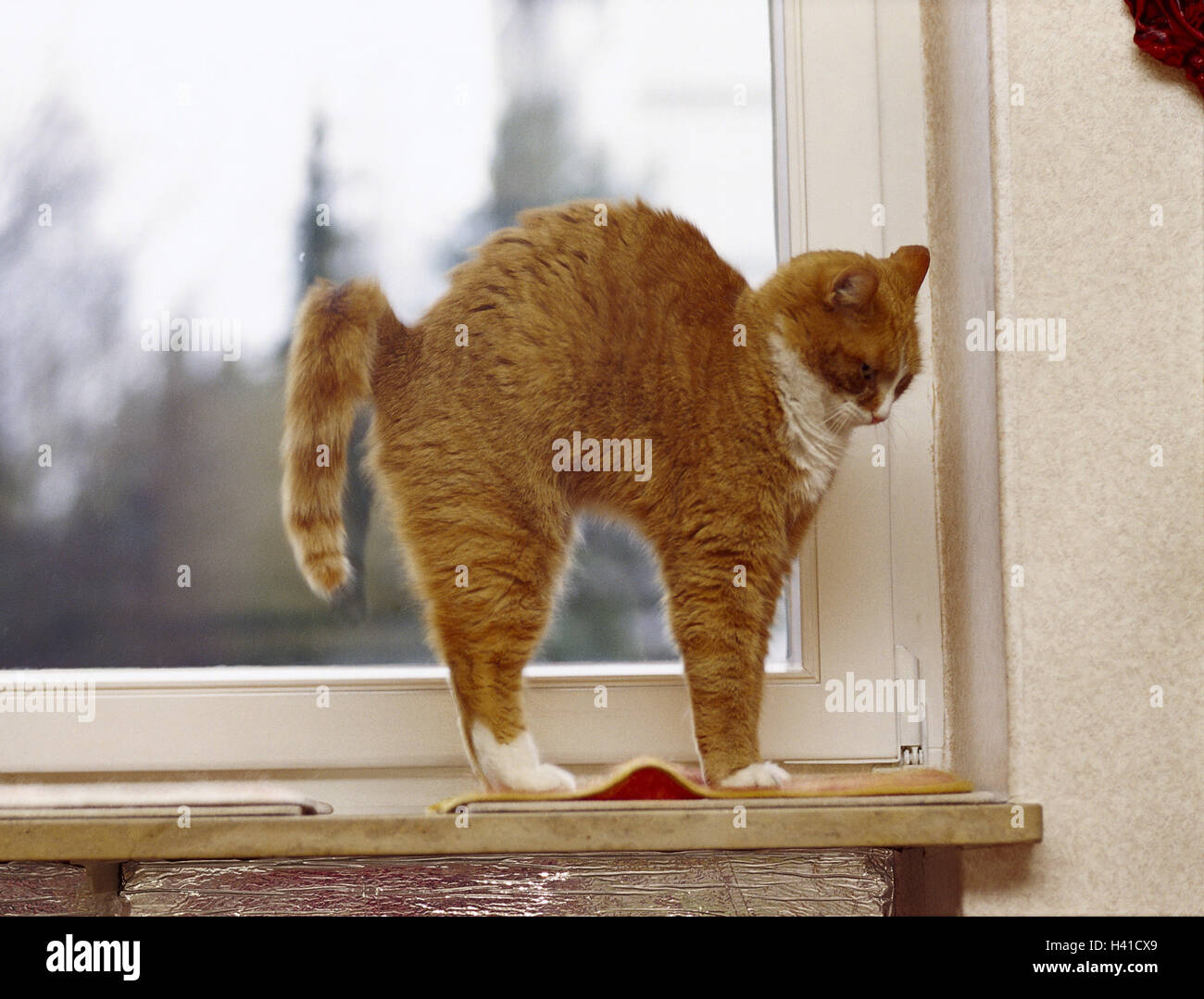 Joroba de gato fotografías e imágenes de alta resolución - Alamy