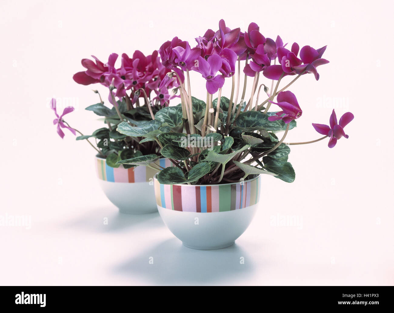 Plantas de ciclamen fotografías e imágenes de alta resolución - Alamy