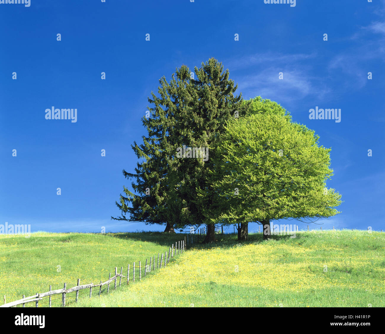 Meadow, vallas, árboles, abetos, Picea abies, robledos, Quercus robur