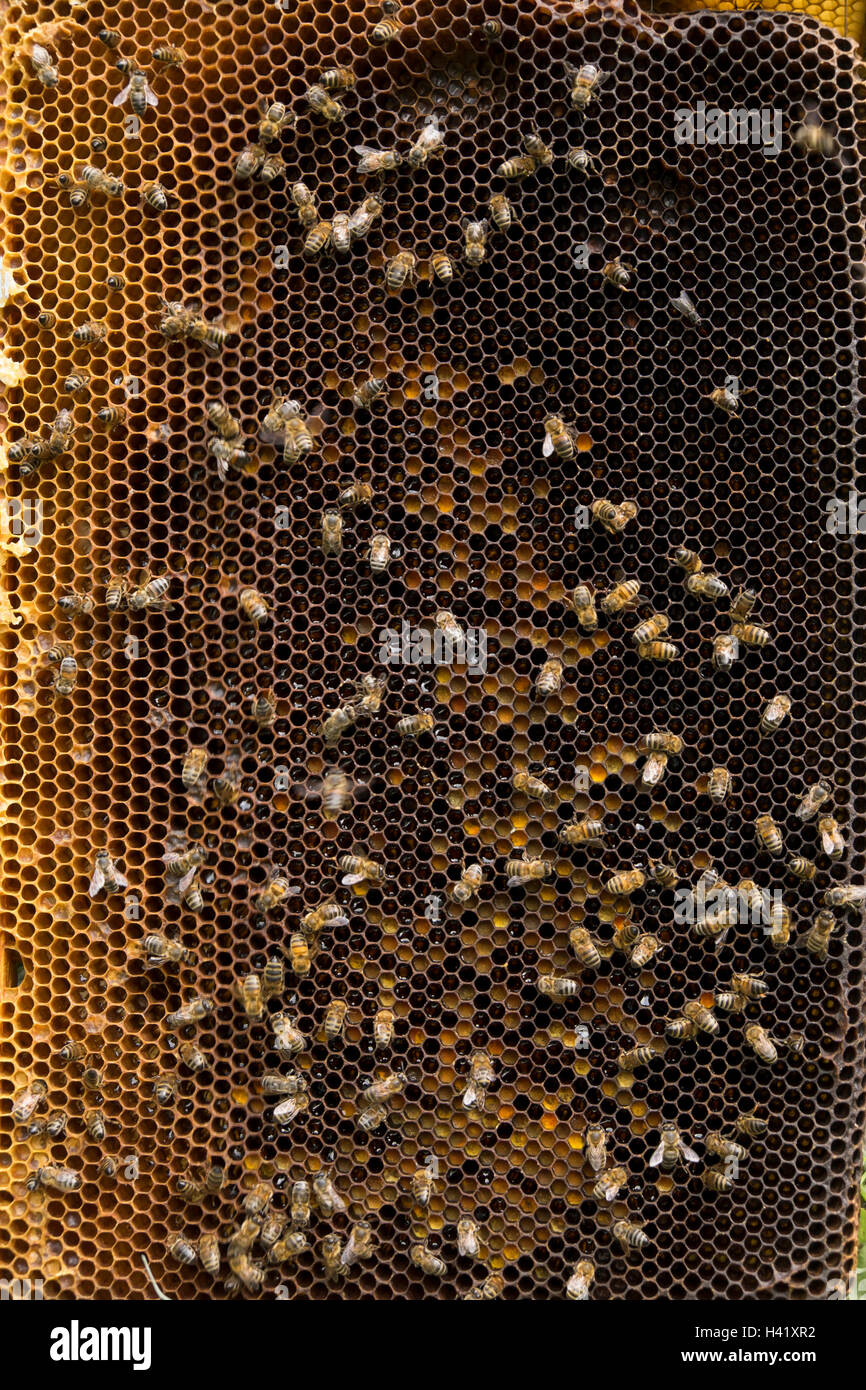 Las abejas en la colmena honeycomb Foto de stock