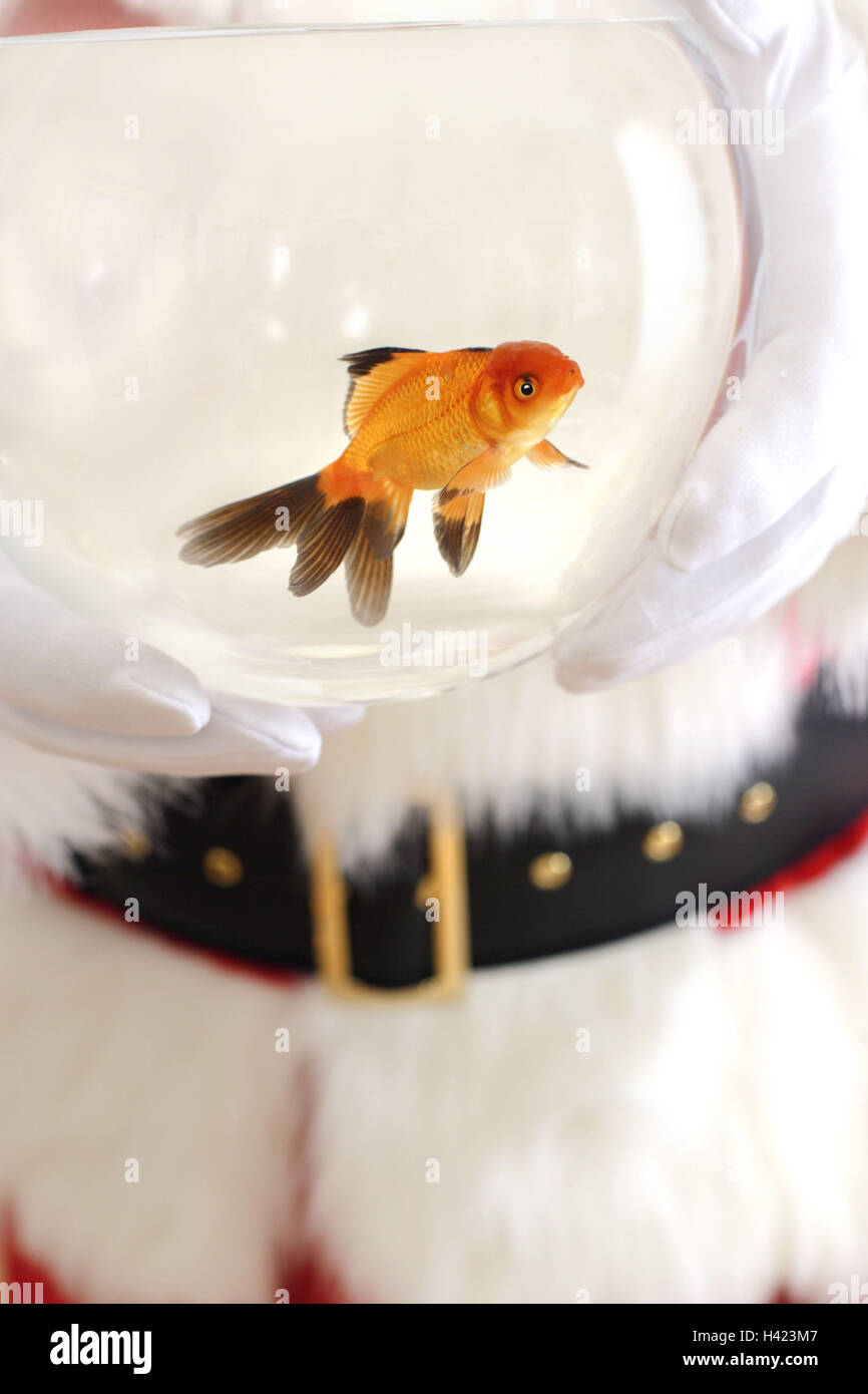 Santa Claus, goldfish vidrio, celebración, cerca de la Navidad, Bescherung, hombre, disfraz, traje, Weihnachtsmannkostüm, regalo, regalo de Navidad, sorpresa, vidrio, peces goldfish, espectáculos, regalos, Da, Da, da lejos, muy navideño, interior Foto de stock