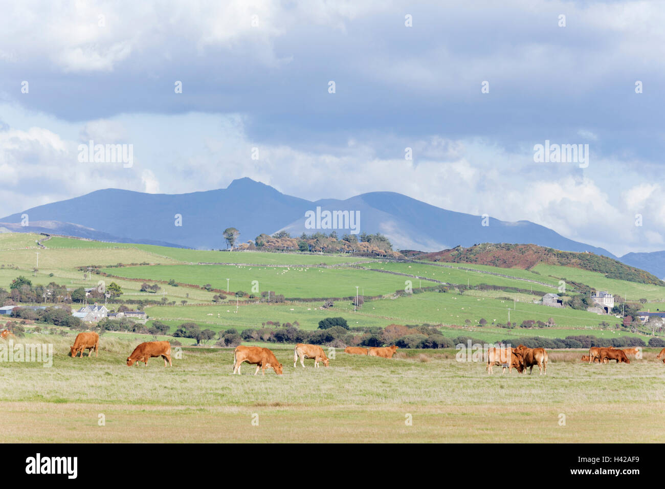 Cader Idris 'Cadair Idris' como se ve desde la montaña Cardigan Bay cerca Tywyn, North Wales, REINO UNIDO Foto de stock