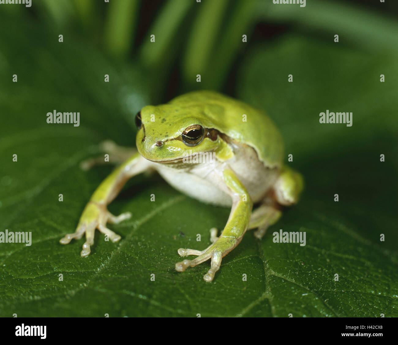 Hojas, follaje, rana Hyla Arborea, Drohgebärde, fauna, animales anfibios rana, anfibios, anfibios, ranas, sapos, real, Hylidae Ranidae, color-humor, de color verde, Foto de stock