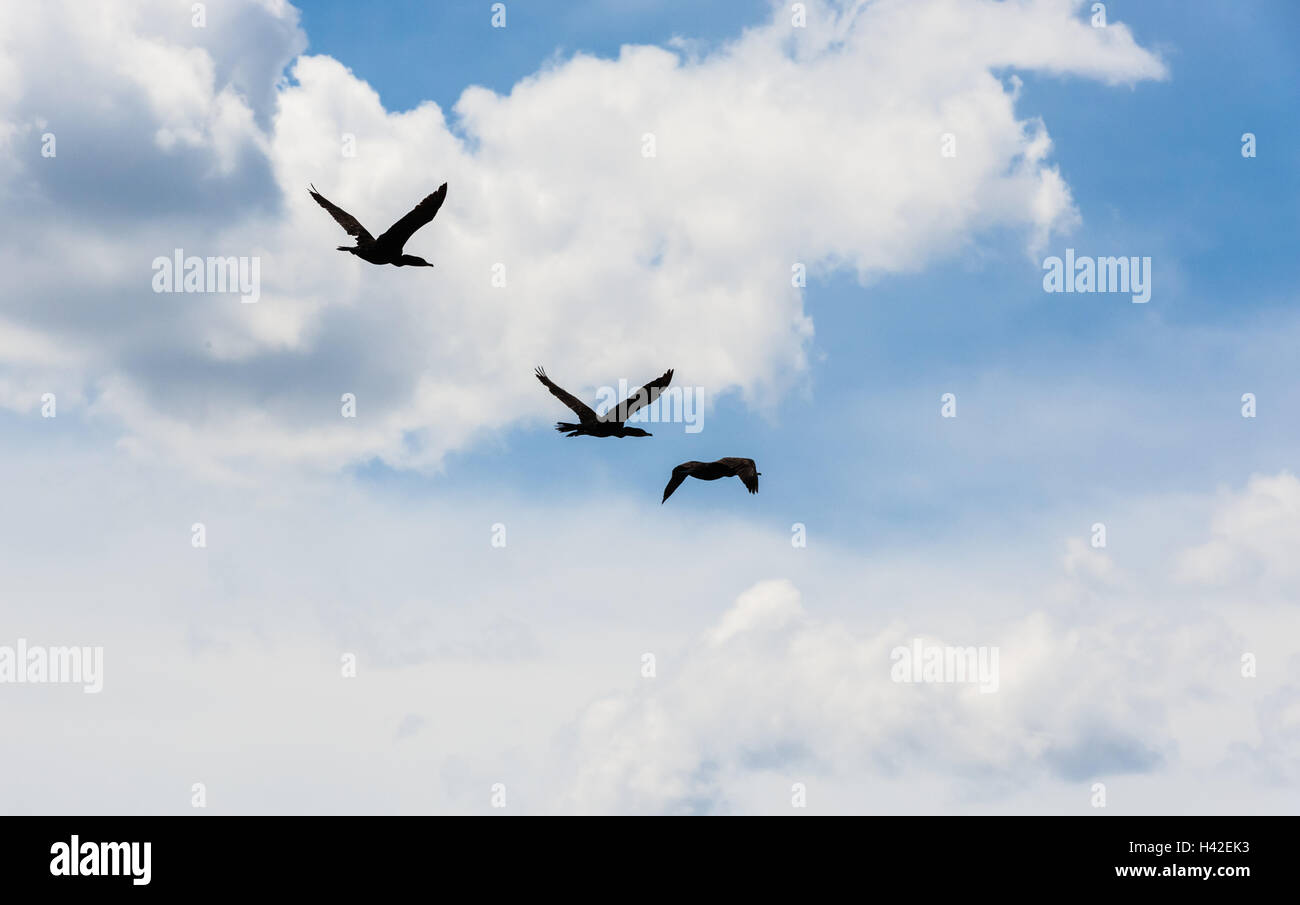Tres aves cormoranes con las alas batir, volando a través de las nubes cúmulos en el cielo. Foto de stock