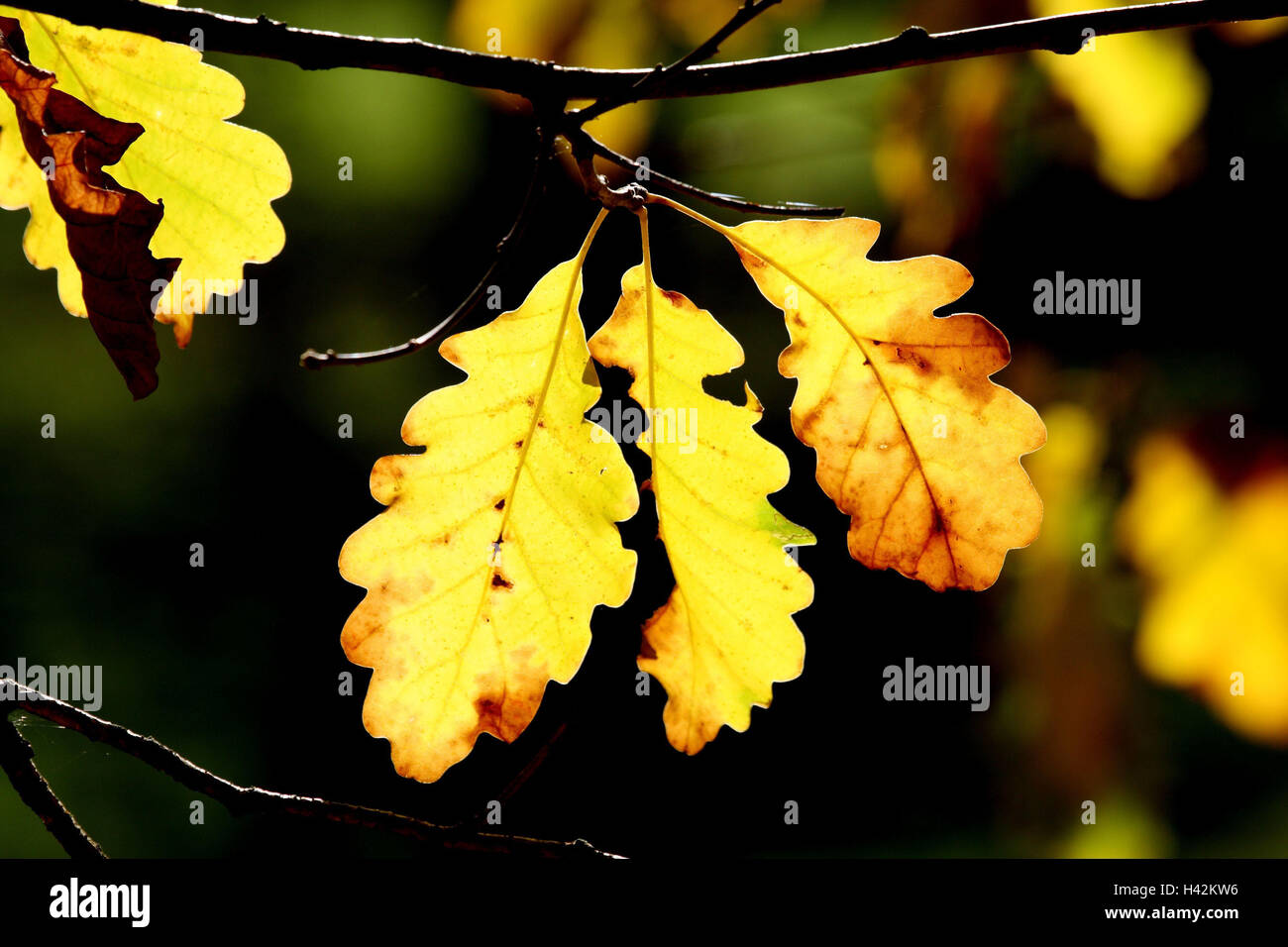 Roble común, Quercus robur, detalle, rama, hojas de otoño, plantas, amplia-hojas de árboles, árboles, follaje, el follaje de otoño, el roble, el verano de roble, roble común, hojas de roble, brillantemente, tinción de otoño, autumnally, luz transmitida, luz solar, amarillo mediano de cerca, la temporada, la naturaleza, el exterior, Foto de stock