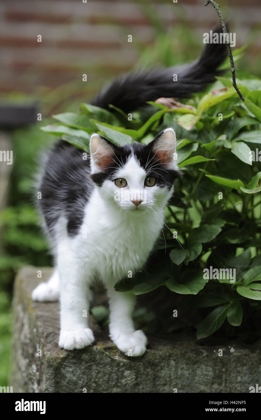 Jardín, pared, cat, en blanco y negro, animales mamíferos, house CAT, PET, fuera, atención Foto de stock