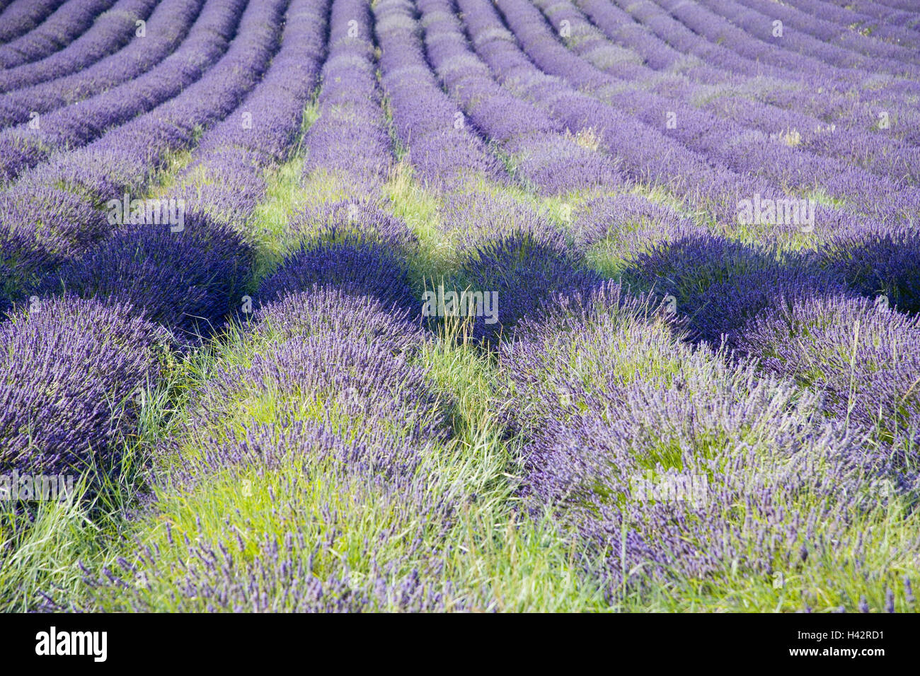 Francia, Provenza, Vaucluse, campo lila, el verano, el sudeste de Francia,  la economía, la agricultura, las plantas, las plantas útiles, plantas  medicinales, cultivo de la lavanda, el campo, la naturaleza, la lavándula,