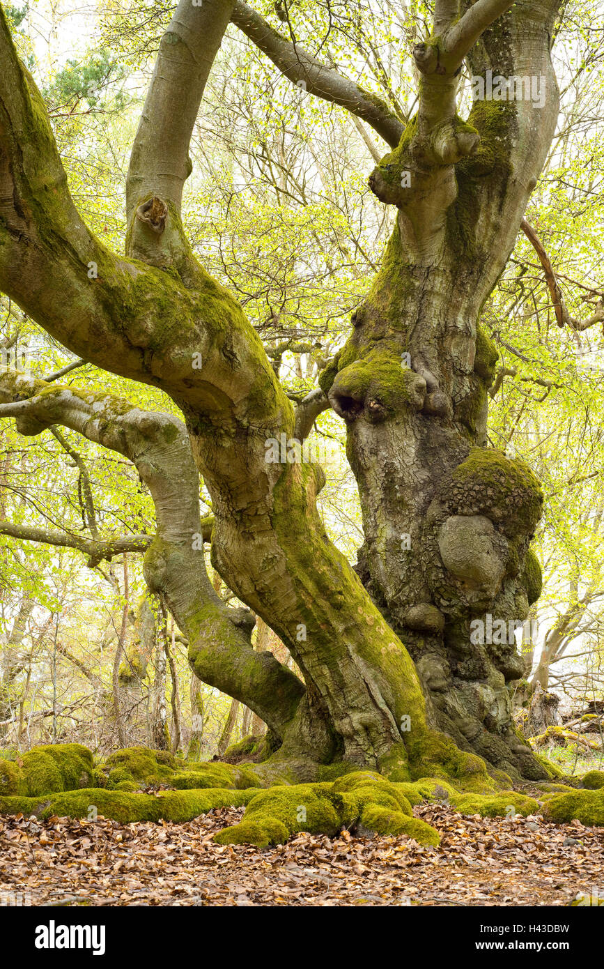 Viejas hayas (Fagus sylvatica) con raíces, musgo, Hutewald Hutebuchen Halloh, Hesse, Alemania Foto de stock