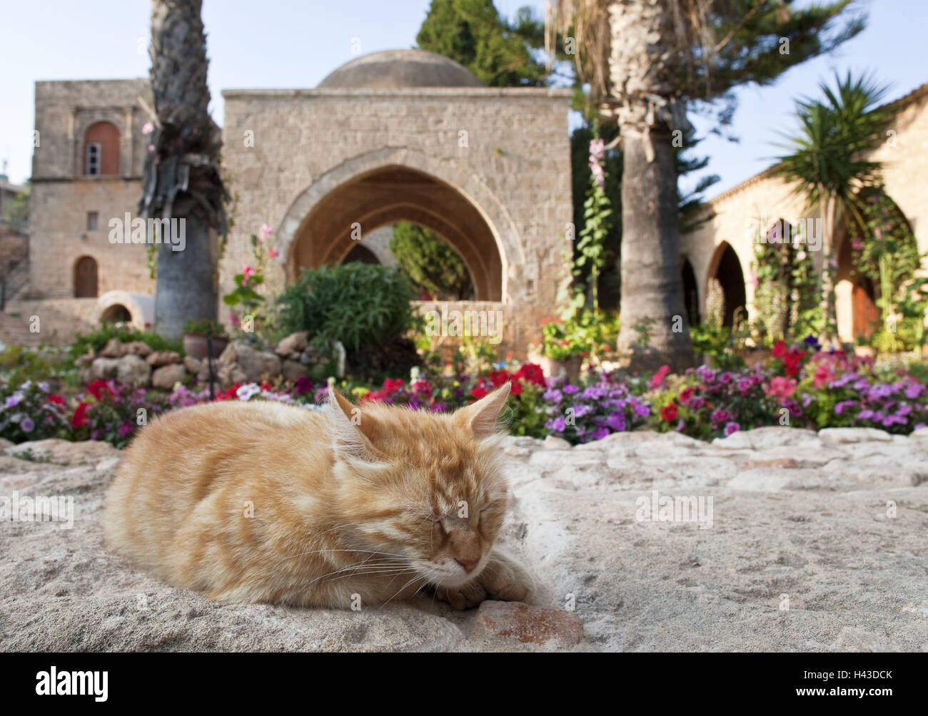 Monasterio de Agia Napa, Chipre Meridional, patio, gato, durmiendo, Foto de stock